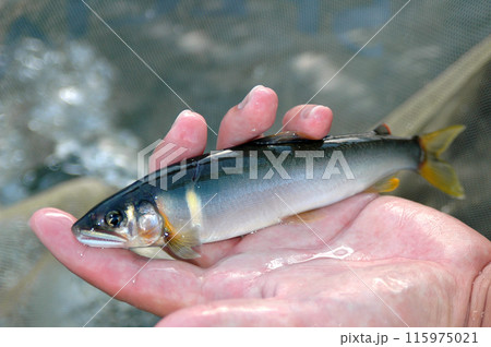 追星が綺麗に出た縄張り鮎 追星が綺麗に出た縄張り鮎 115975021