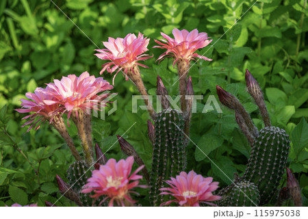 我が家に咲く65年間育てたサボテン短毛丸の花 115975038