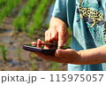 水田でスマホを操作するおふくろの手元 115975057