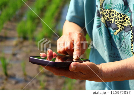 水田でスマホを操作するおふくろの手元 115975057