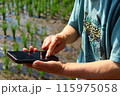 水田でスマホを操作するおふくろの手元 115975058