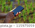 水田でスマホを操作するおふくろの手元 115975059