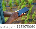 水田でスマホを操作するおふくろの手元 115975060