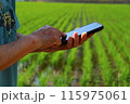 水田でスマホを操作するおふくろの手元 115975061