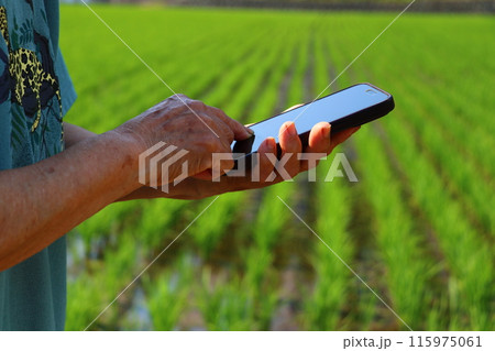 水田でスマホを操作するおふくろの手元 115975061