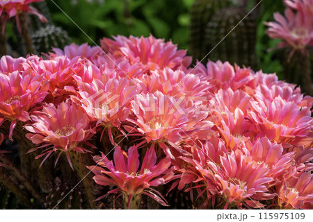 我が家に咲く65年間育てたサボテンの花 115975109