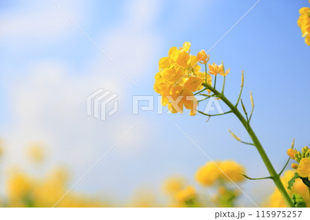 青空に映える 菜の花 青空に映える 菜の花 115975257