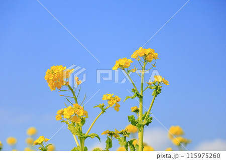 青空に映える　菜の花 115975260
