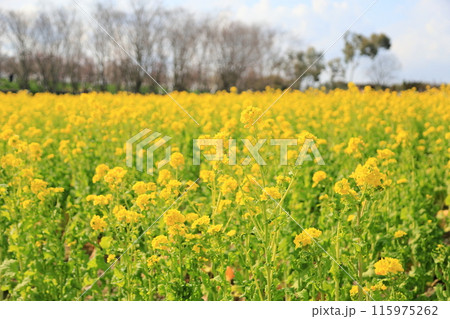 菜の花 満開 菜の花 満開 115975262