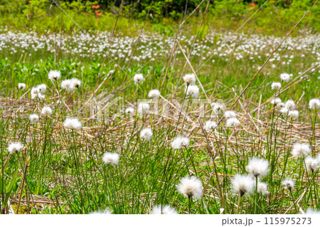 輝くワタスゲ 115975273