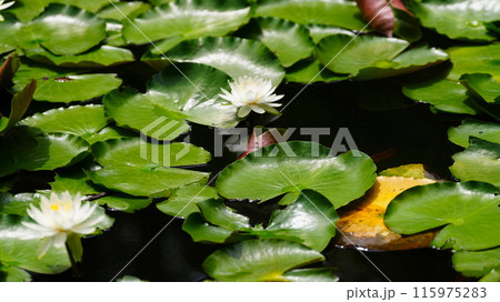 白い睡蓮の花 115975283