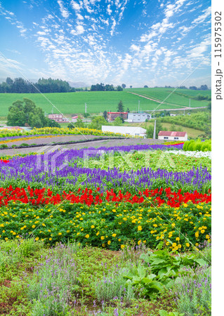 「北海道」花畑が美しいぜるぶの丘・亜斗夢の丘の風景　美瑛 115975302