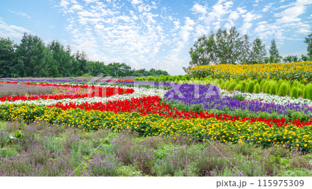 「北海道」花畑が美しいぜるぶの丘・亜斗夢の丘の風景　美瑛 115975309