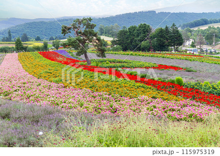 「北海道」花畑が美しいぜるぶの丘・亜斗夢の丘の風景　美瑛 115975319