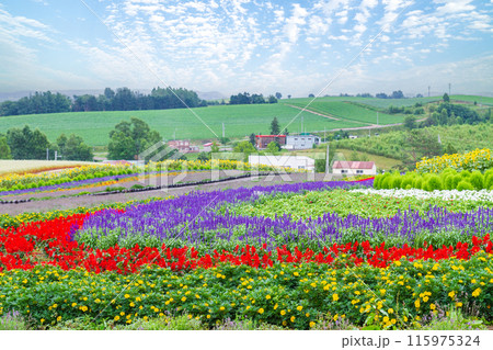 「北海道」花畑が美しいぜるぶの丘・亜斗夢の丘の風景　美瑛 115975324