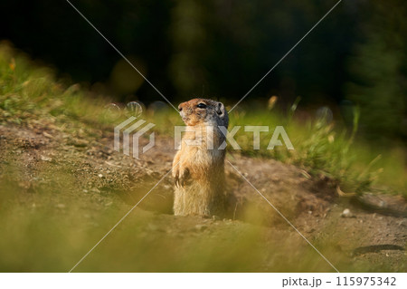 Prairie dogs in their native environment in the meadows in the mountains near their den. Prairie dogs in their native environment in the meadows in the mountains near their den. 115975342