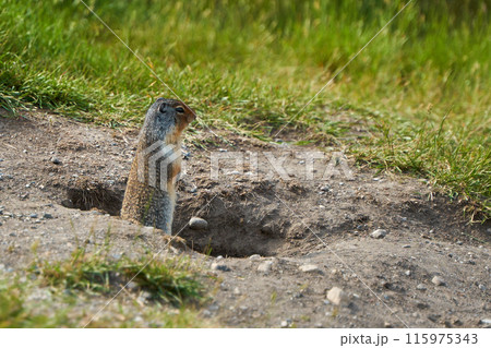 Prairie dogs in their native environment in the meadows in the mountains near their den. Prairie dogs in their native environment in the meadows in the mountains near their den. 115975343
