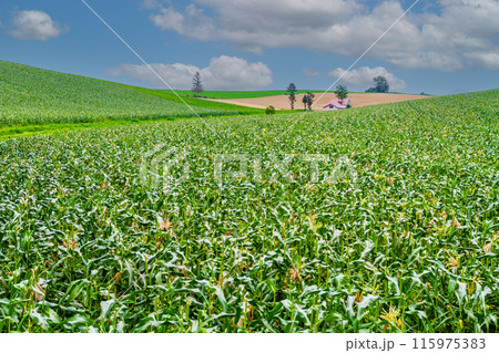「北海道」夏の美瑛・赤い屋根の家と田園風景 115975383