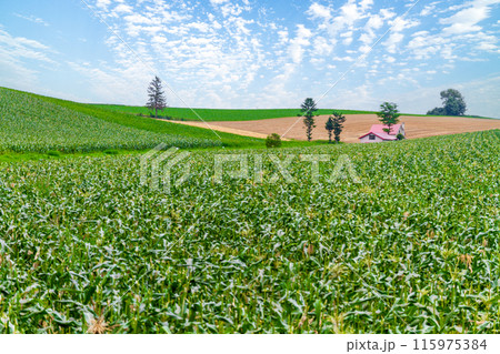 「北海道」夏の美瑛・赤い屋根の家と田園風景 「北海道」夏の美瑛・赤い屋根の家と田園風景 115975384