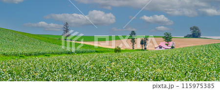 「北海道」夏の美瑛・赤い屋根の家と田園風景 「北海道」夏の美瑛・赤い屋根の家と田園風景 115975385