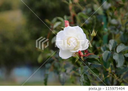 冬の白バラ 115975404