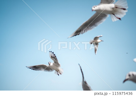 Group of seagull seabirds with wings and feathers 115975436