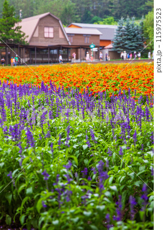 【北海道】ファーム富田の美しい花畑の風景　富良野 115975523
