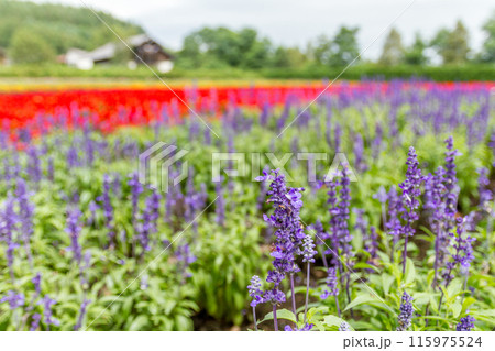 【北海道】ファーム富田の美しい花畑の風景 富良野 【北海道】ファーム富田の美しい花畑の風景 富良野 115975524