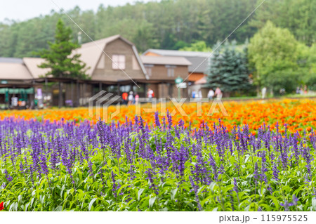【北海道】ファーム富田の美しい花畑の風景 富良野 【北海道】ファーム富田の美しい花畑の風景 富良野 115975525
