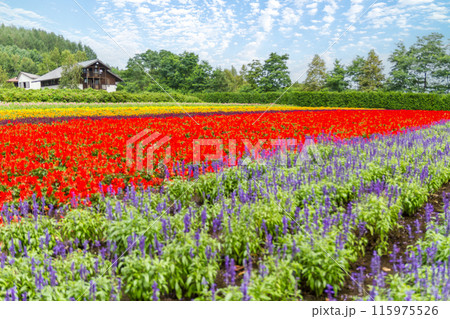 【北海道】ファーム富田の美しい花畑の風景　富良野 115975526