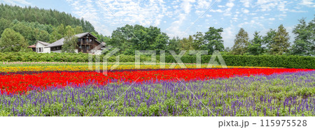 【北海道】ファーム富田の美しい花畑の風景 富良野 【北海道】ファーム富田の美しい花畑の風景 富良野 115975528