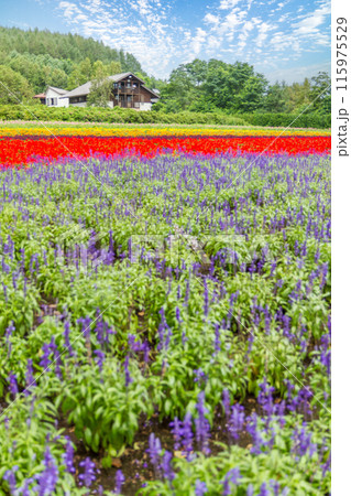 【北海道】ファーム富田の美しい花畑の風景 富良野 【北海道】ファーム富田の美しい花畑の風景 富良野 115975529