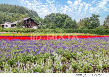 【北海道】ファーム富田の美しい花畑の風景　富良野 115975530