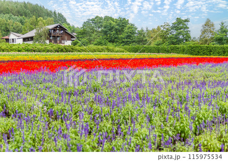 【北海道】ファーム富田の美しい花畑の風景 富良野 【北海道】ファーム富田の美しい花畑の風景 富良野 115975534