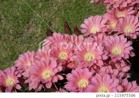 我が家に咲く65年間育てたサボテン短毛丸の花 115975586