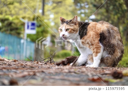 精悍な野良猫 115975595