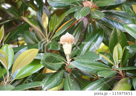 タイサンボクの蕾・2023年6月 115975651