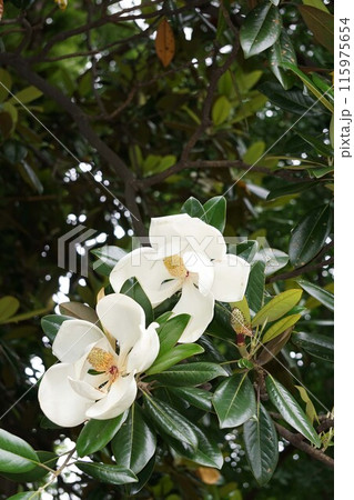 タイサンボクの花・2023年6月 タイサンボクの花・2023年6月 115975654