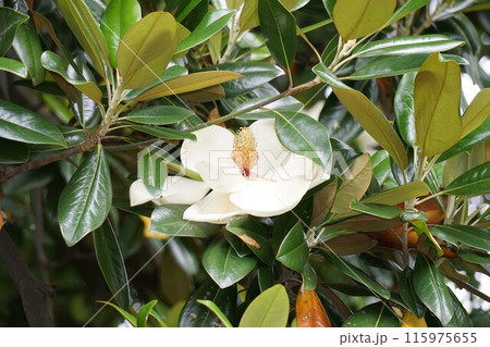 タイサンボクの花・2023年6月 タイサンボクの花・2023年6月 115975655