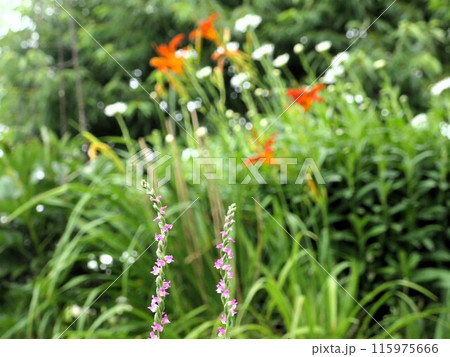 ネジリ草ほかの雑草とは区別してしまう 115975666