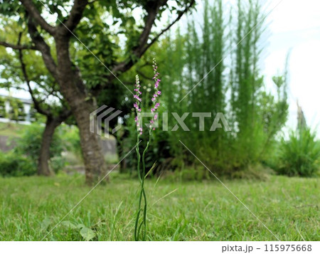 芝生にネジリ草 芝生にネジリ草 115975668