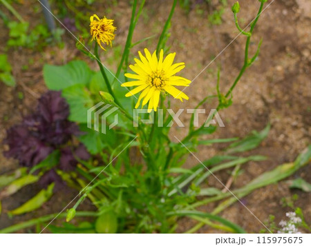 西洋ごぼうの花 西洋ごぼうの花 115975675