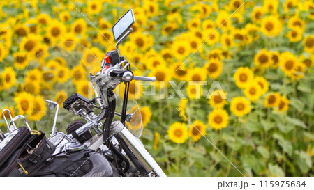 「北海道」バイクと美瑛のヒマワリ畑の風景 「北海道」バイクと美瑛のヒマワリ畑の風景 115975684