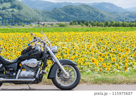 「北海道」バイクと美瑛のヒマワリ畑の風景 「北海道」バイクと美瑛のヒマワリ畑の風景 115975687