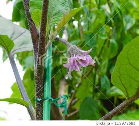 なすの花 115975693