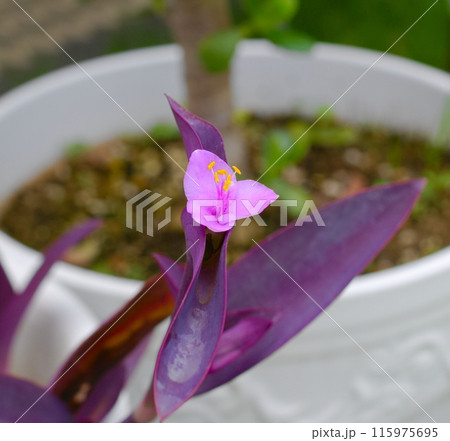 ムラサキゴテンの花 115975695