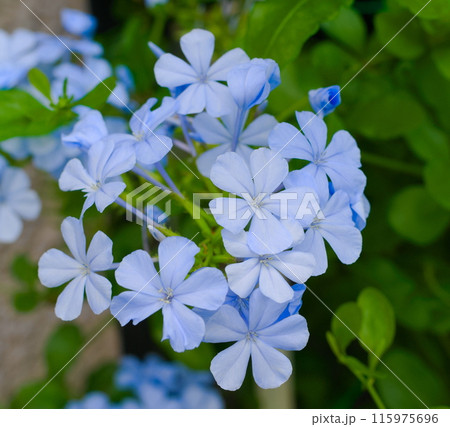 ルリマツリの花 115975696