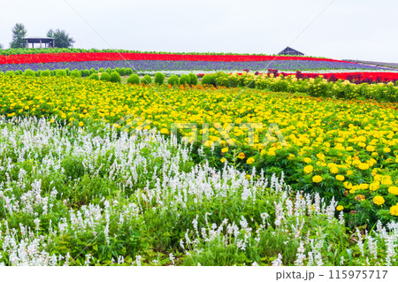 「北海道」かんのファーム・花畑の風景　富良野 115975717