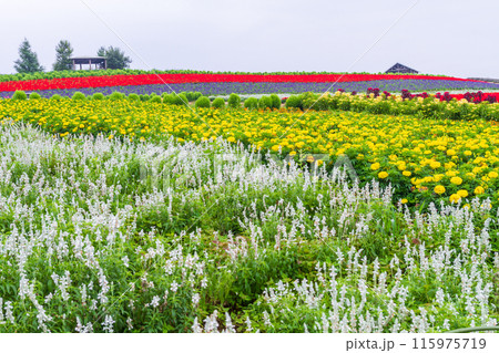 「北海道」かんのファーム・花畑の風景　富良野 115975719