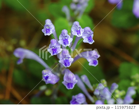 春の野原に咲くタツナミソウの花 春の野原に咲くタツナミソウの花 115975827
